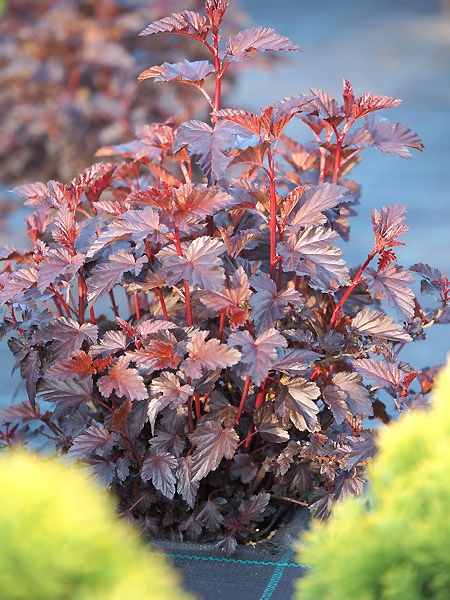 Physocarpus opulifolius 'Purple Horizon ®'